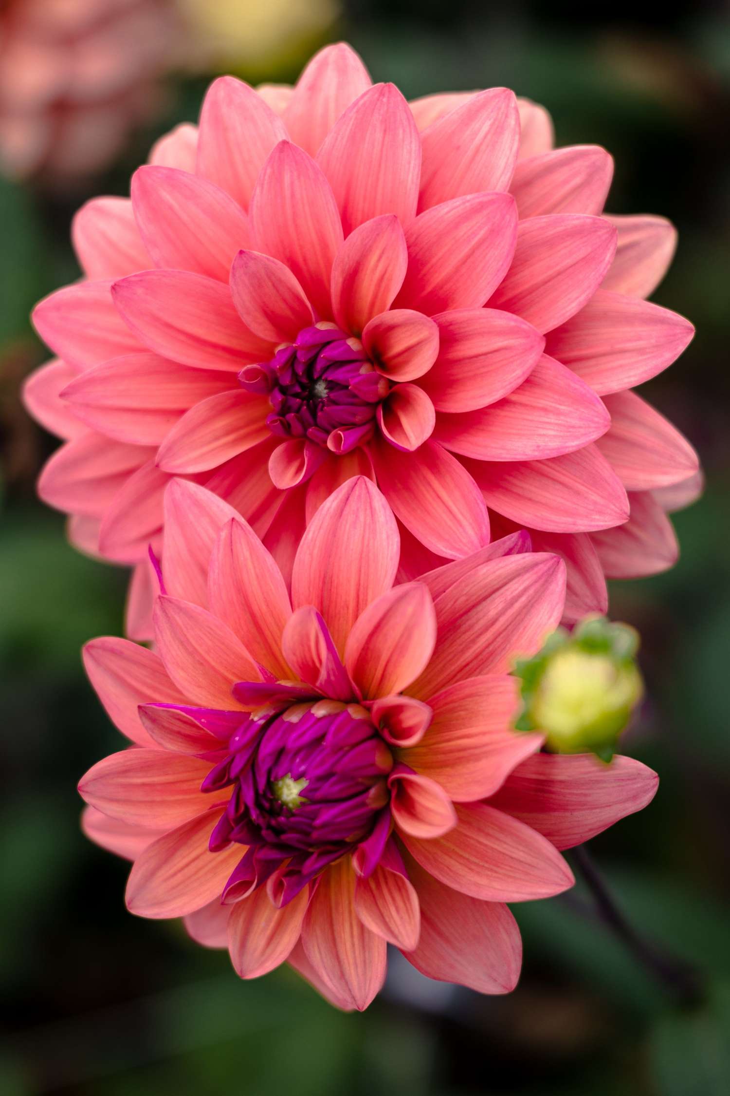 Dahlie ‘American Dawn’